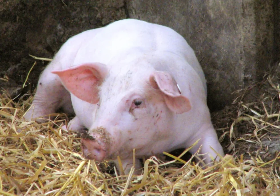 GettyImages-1068384316-scaled A pig laying in hay on the ground.